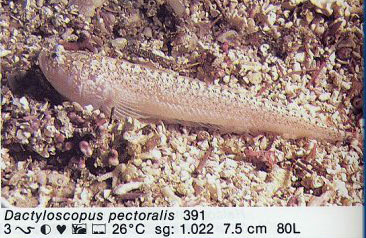 Dactylosargus pectoralis